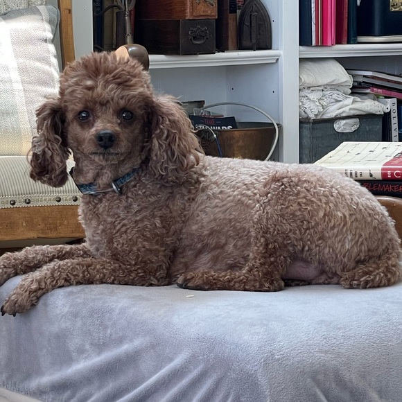 Meet your Posher, Jill - Picture 3 of 7